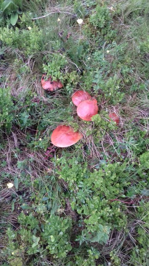 Pensiunea Gentiana Dornavátra Kültér fotó